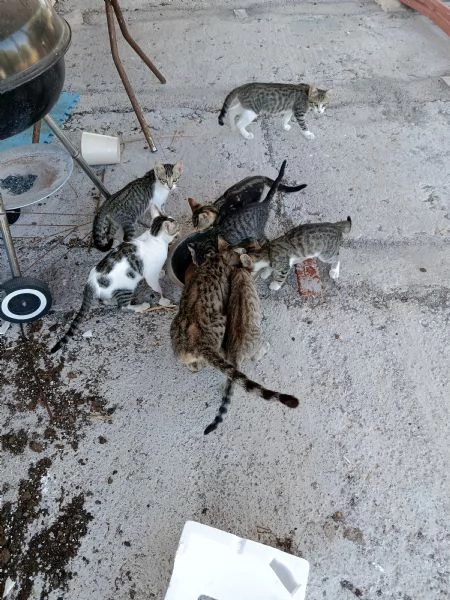 Gattini hanno bisogno di sistemazione 