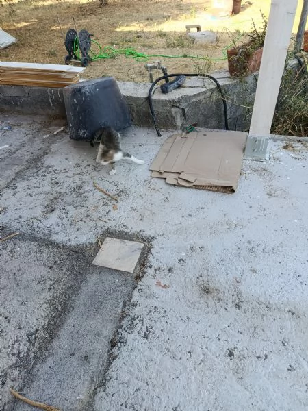 Gattini hanno bisogno di sistemazione  | Foto 2