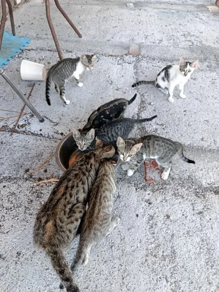 Gattini hanno bisogno di sistemazione  | Foto 1