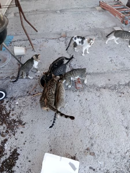 Gattini hanno bisogno di sistemazione  | Foto 0