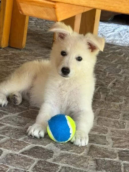 Vendita cucciola Pastore Svizzero da privato | Foto 1