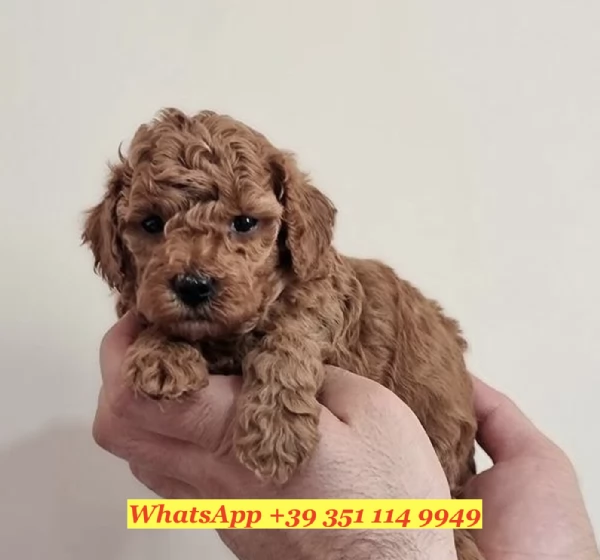  un cucciolo di barboncino | Foto 2