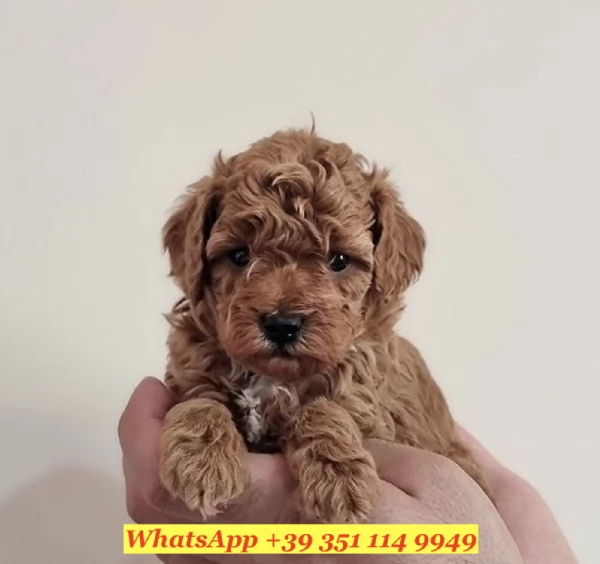  un cucciolo di barboncino | Foto 1