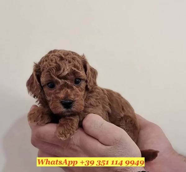 un cucciolo di barboncino | Foto 0
