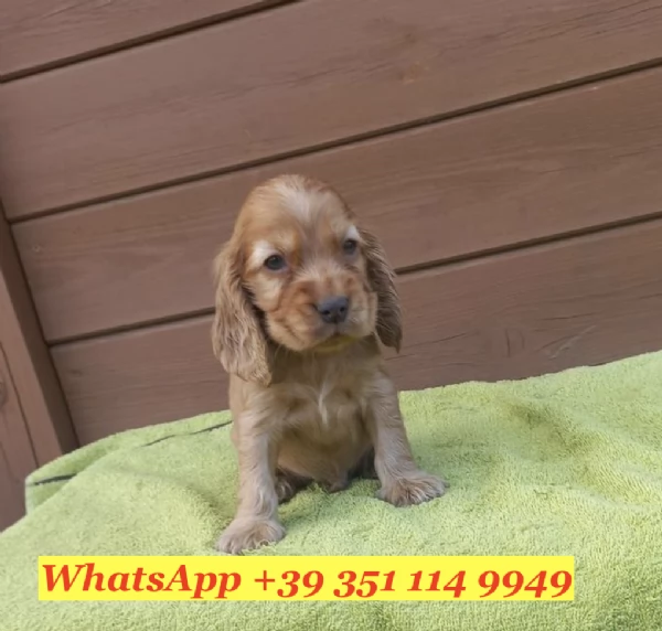  un cucciolo di Cocker Spaniel Inglese | Foto 2