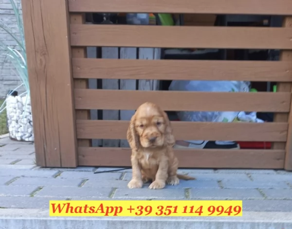  un cucciolo di Cocker Spaniel Inglese | Foto 1