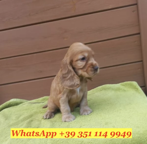  un cucciolo di Cocker Spaniel Inglese | Foto 0
