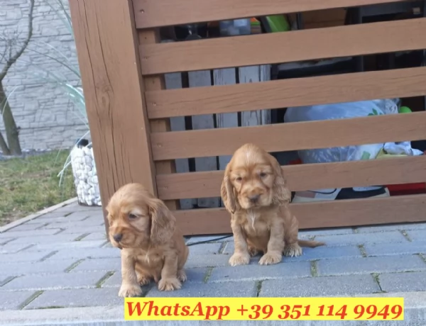  un cucciolo di Cocker Spaniel Inglese