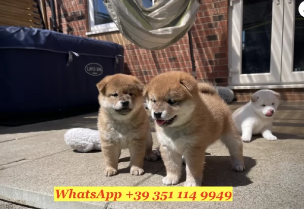  un cucciolo di Shiba Inu | Foto 1
