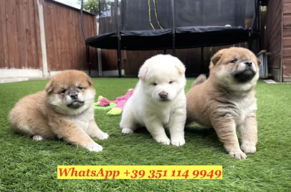  un cucciolo di Shiba Inu