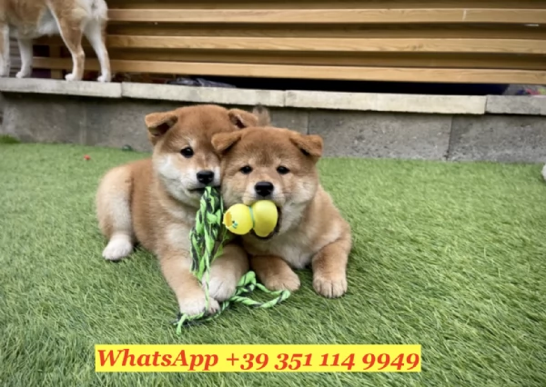  un cucciolo di Shiba Inu | Foto 0