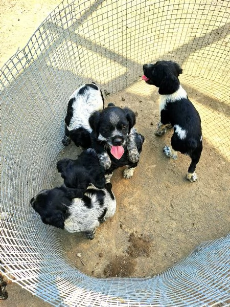 Cuccioli di Epagneul Breton 