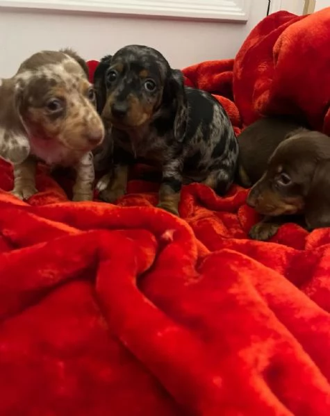 Bellissimi Cuccioli di Bassotto | Foto 1