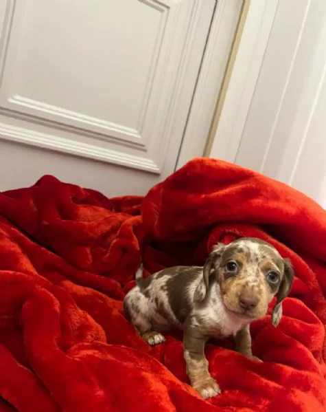 Bellissimi Cuccioli di Bassotto | Foto 1