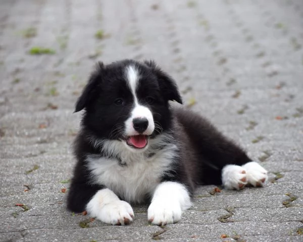 Cuccioli di Border Collie da linee da esposizione | Foto 6
