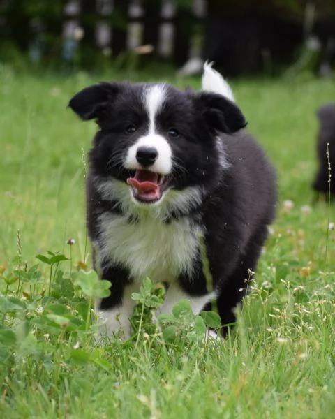 Cuccioli di Border Collie da linee da esposizione | Foto 5