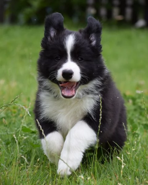 Cuccioli di Border Collie da linee da esposizione | Foto 4