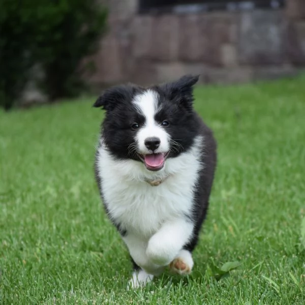 Cuccioli di Border Collie da linee da esposizione | Foto 3
