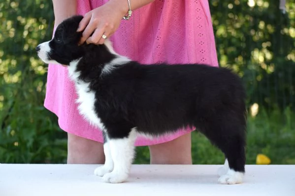 Cuccioli di Border Collie da linee da esposizione | Foto 2