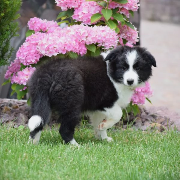 Cuccioli di Border Collie da linee da esposizione | Foto 1