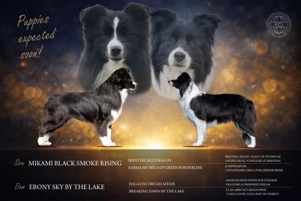 Cuccioli di Border Collie da linee da esposizione