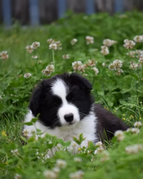Cuccioli di Border Collie da linee da esposizione | Foto 0