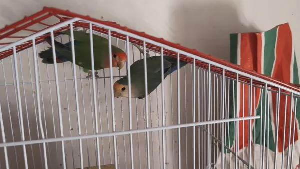 Vendo una coppia di pappagalli inseparabili