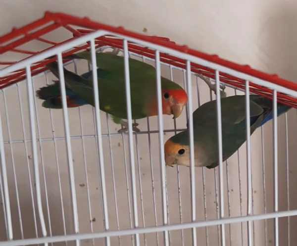 Vendo una coppia di pappagalli inseparabili | Foto 0