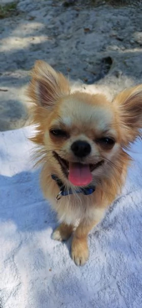 Chihuahua maschio cerca femmina con pedigree per accoppiamento 