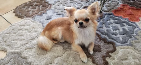 Chihuahua maschio cerca femmina con pedigree per accoppiamento  | Foto 2
