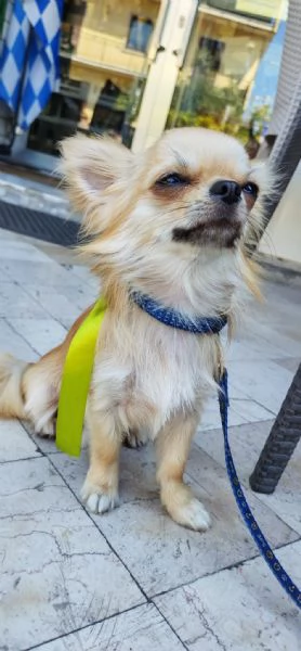 Chihuahua maschio cerca femmina con pedigree per accoppiamento  | Foto 1