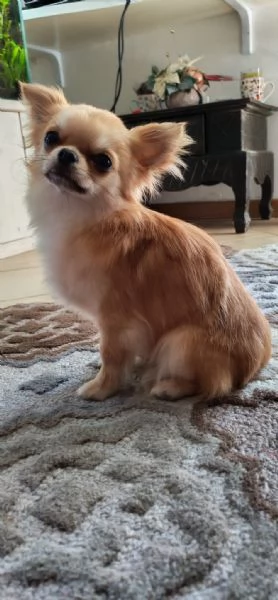 Chihuahua maschio cerca femmina con pedigree per accoppiamento  | Foto 0
