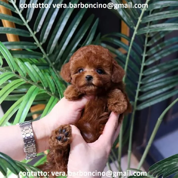 Cuccioli di barboncino nano disponibili con microchip, vaccinati, sverminati e con pedigree enci . c