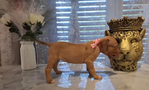 Pitbull 60 giorni | Foto 6