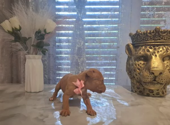 Pitbull 60 giorni | Foto 5