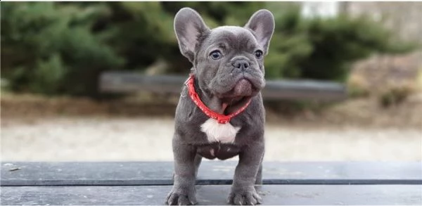maschi e femmine di bulldog francese blu | Foto 2