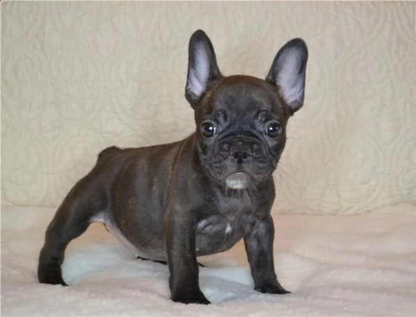 maschi e femmine di bulldog francese blu | Foto 1