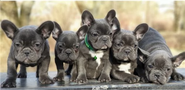 maschi e femmine di bulldog francese blu