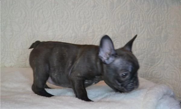 maschi e femmine di bulldog francese blu | Foto 0