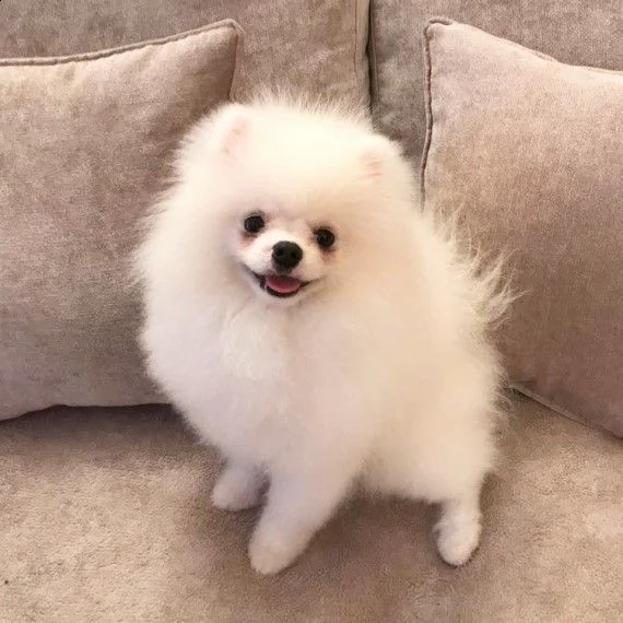 stupendo cucciolo di spitz nano pomerania  | Foto 2