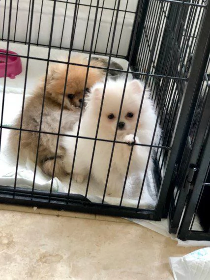 stupendo cucciolo di spitz nano pomerania  | Foto 1