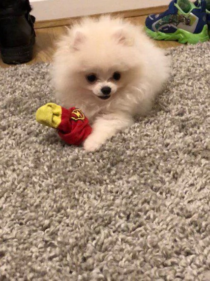 stupendo cucciolo di spitz nano pomerania  | Foto 0