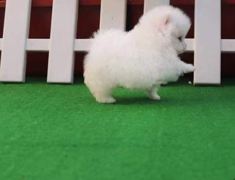 stupendo cucciolo di spitz nano pomerania 