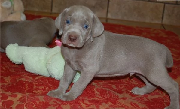 cuccioli weimaraner di razza pura completamente | Foto 2