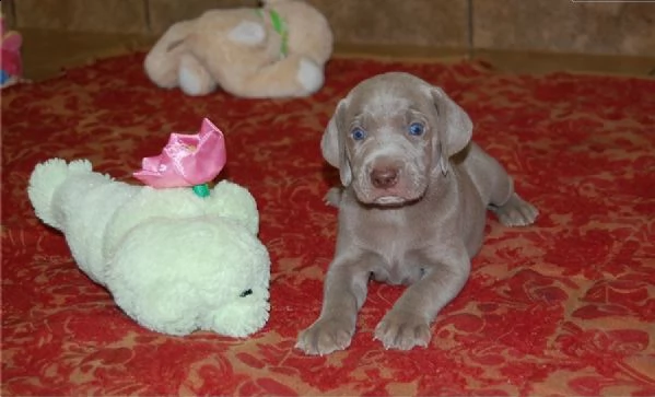 cuccioli weimaraner di razza pura completamente