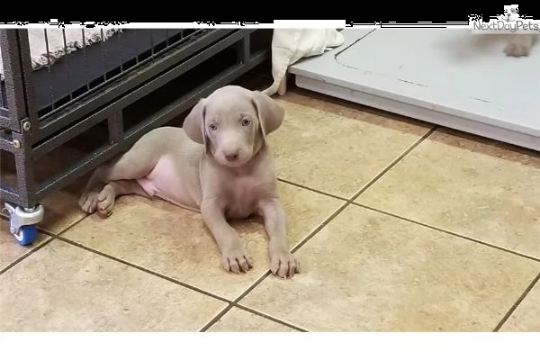 cuccioli weimaraner di razza pura completamente | Foto 1