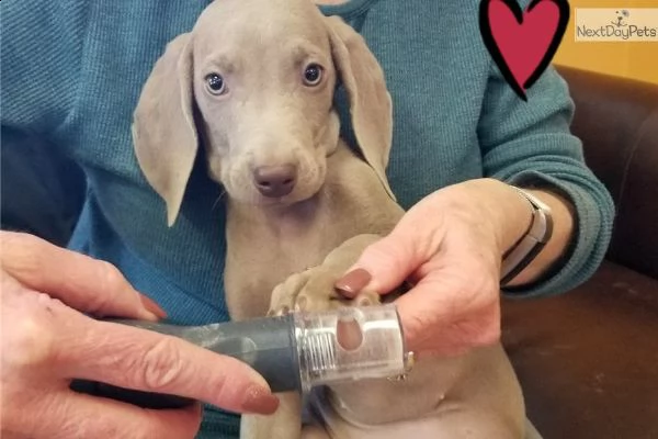 cuccioli weimaraner di razza pura completamente | Foto 0