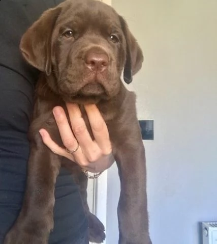 disponibili labrador cioccolato oppure neri | Foto 2