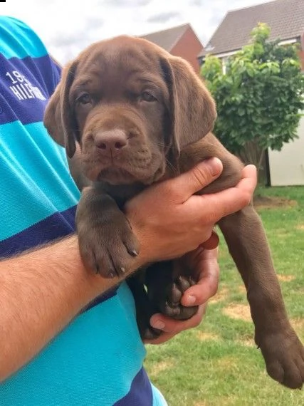 disponibili labrador cioccolato oppure neri | Foto 0