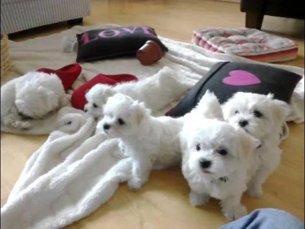 Cuccioli di Maltese sani